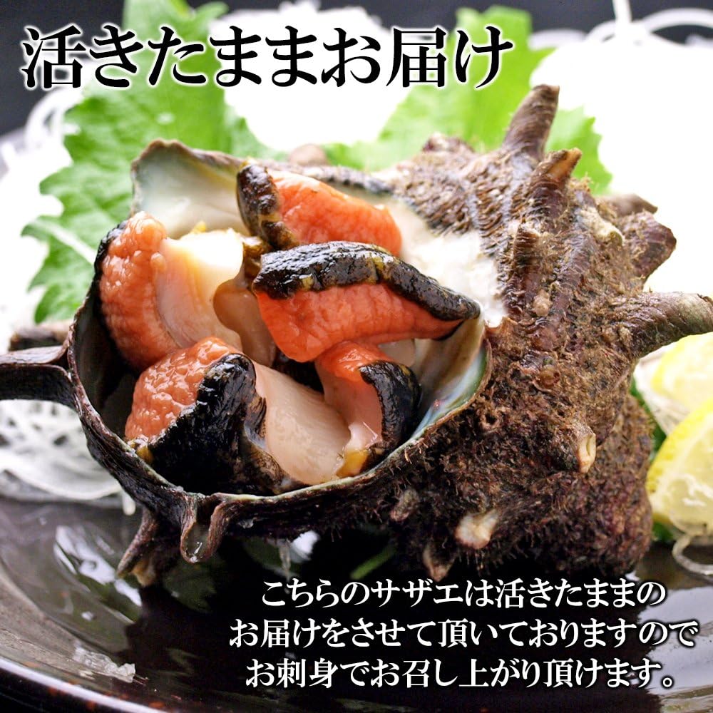 Amazon 活サザエ 2kg 14 粒入り 1粒100 150g 送料無料 千葉県産 バーベキュー 浜焼 網焼き つぼ焼き 壺焼き お刺身 刺身 黒潮キッチン 鮮魚 通販