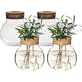 Plant Propagation Station,Hydroponic Terrarium Vase,Desktop Glass Planter Station,for Houses,Garden Decorations,ropagating Hydroponic Plants,Centerpiece Office,Home Garden Decor (4)