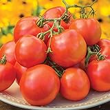 Burpee 'Oh Happy Day' Hybrid | Red Beefsteak