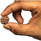 ASHIRWAD Original Certified Rudraksha Beads Nepali Natural Himalayan Genuine Face Mukhi (6 Six Face Mukhi)