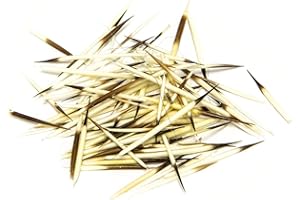 SKULLS UNLIMITED INTERNATIONAL Bag of American Porcupine Quills (Approx. 30 Quills) (Real)