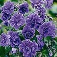 10+Violet Double Geraniums Seeds for Planting Outdoor-Rare Perennial Flower Plant for Garden Home Attract Pollinators