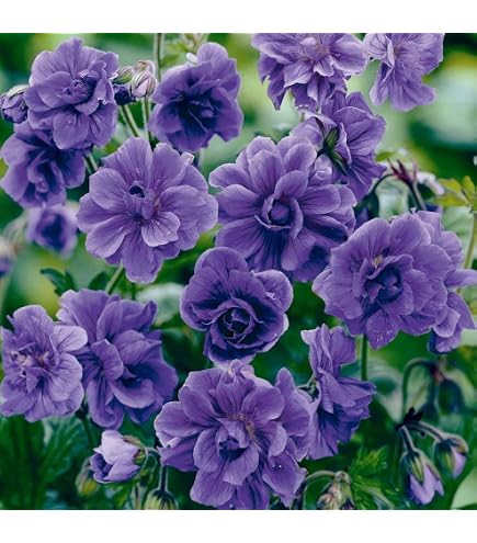 Amazon.com : Maverick F1 Series Geranium Flower Garden Seeds - Salmon - 100  Seeds - Annual Flower Gardening Seed - Pelargonium x hortorum : Patio, Lawn  & Garden