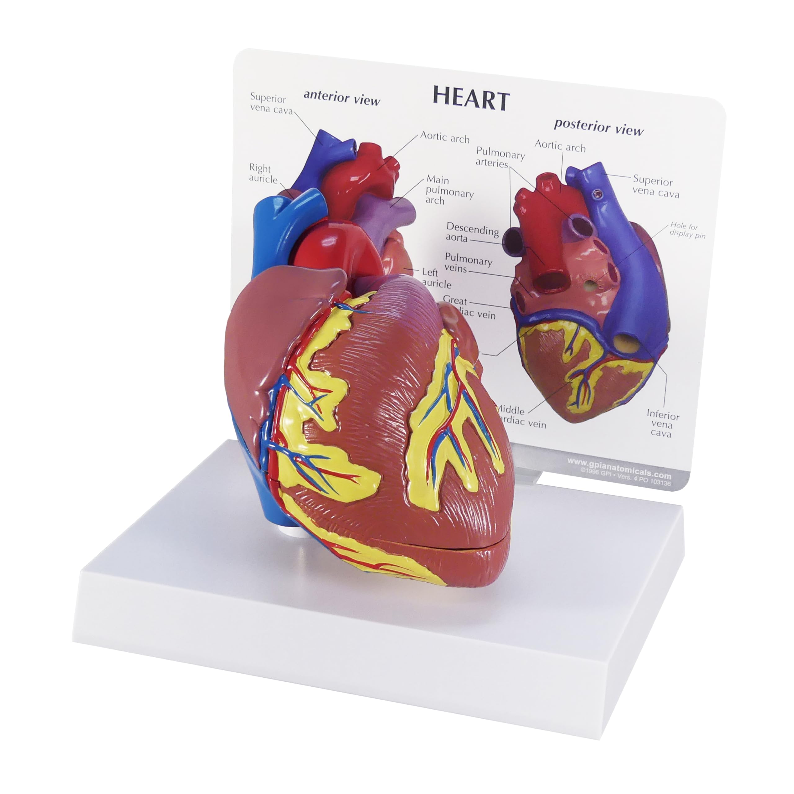3B Scientific Heart Model