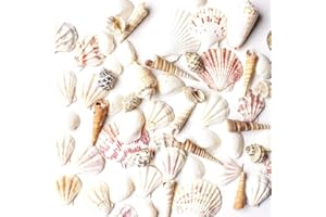 Super Z Outlet Mixed Ocean Beach Fairy Garden Assorted Seashells Marine Life for Decorations, Arts & Crafts, Party Favors Collection (Approx. 50 Pieces)