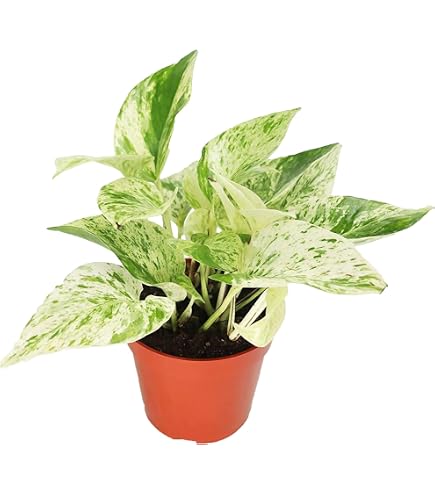 Amazon.com : Golden Pothos - 6'' from California Tropicals : Patio, Lawn &  Garden