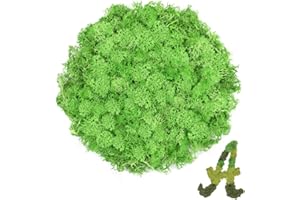 TCYPUHL 3.5 OZ Green Reindeer Moss, Preserved Moss for Plants, Moss Decor, Green Moss for Crafts, Moss for Potted Plants, Craft Decorative Moss Decor, Dried Moss