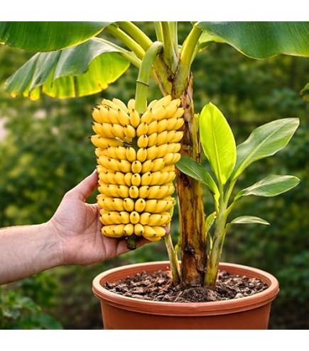 Amazon.com : Musa Dwarf Cavendish Banana Tree - 6-10
