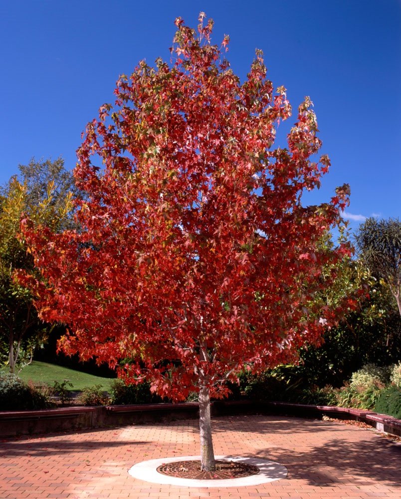 10 Liquidamber Field Grown 2-3ft (60-90cm) Hedging Plants Tree Whip