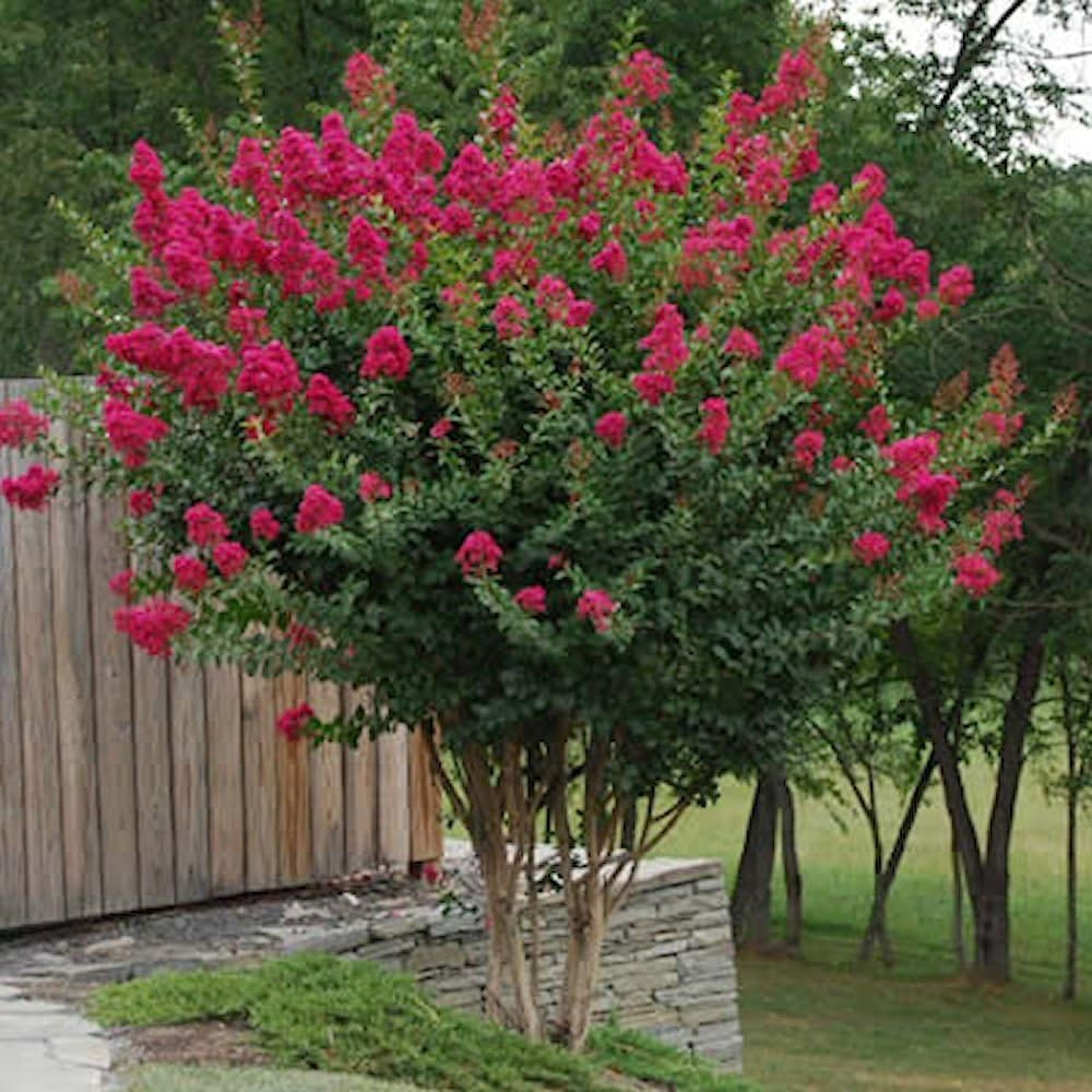 Tonto Dwarf Crape Myrtle, Pack of 5, Striking Dark Watermelon Red, Matures 8'-10' (2-4ft Tall When Shipped, Well Rooted in Pots with Soil)