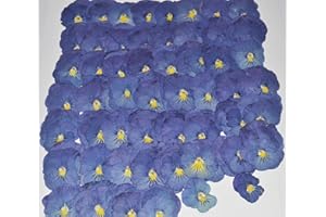 UOKWIWI 12 pcs Purple Viola Real Natural Dried Pressed Flowers for Resin Scrapbooking DIY Candle Decoration Jewelry Crafts