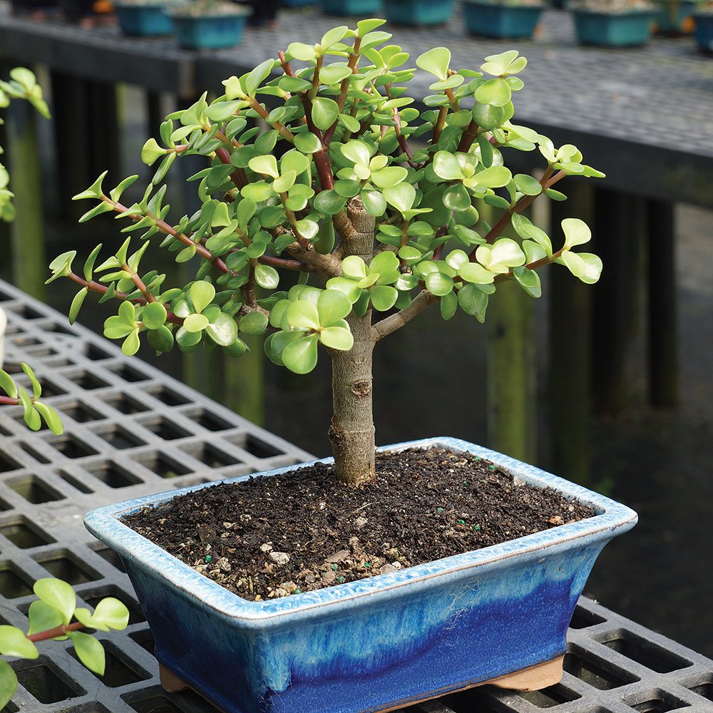 Jade Plant Care: How to Keep Your Succulent Healthy for Decades