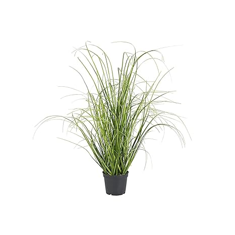 Grasbusch im Topf 50cm