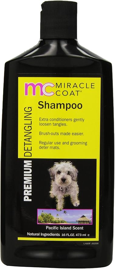 pics of pointer dogs