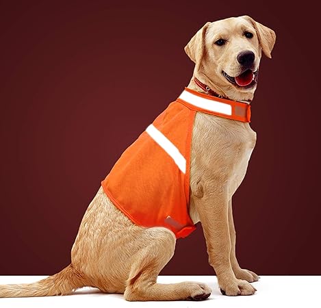 orange dog jacket
