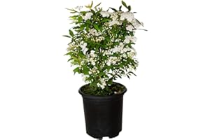 PLANTS BY MAIL Reeves Bridal Wreath Spirea (2.5 Quart) White Blooming Deciduous Shrub - Full Sun Live Outdoor Plant