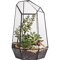 NCYP Geometric Glass Terrarium Planter for Air Plant Succulent Fern - 16.5x14.5x25 cm Home Indoor Irregular Decorative Flower