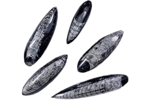 GOLDNUGGETMINER 5 Genuine Orthoceras Polished Fossils with Information Card - Prehistoric Educational Fossil