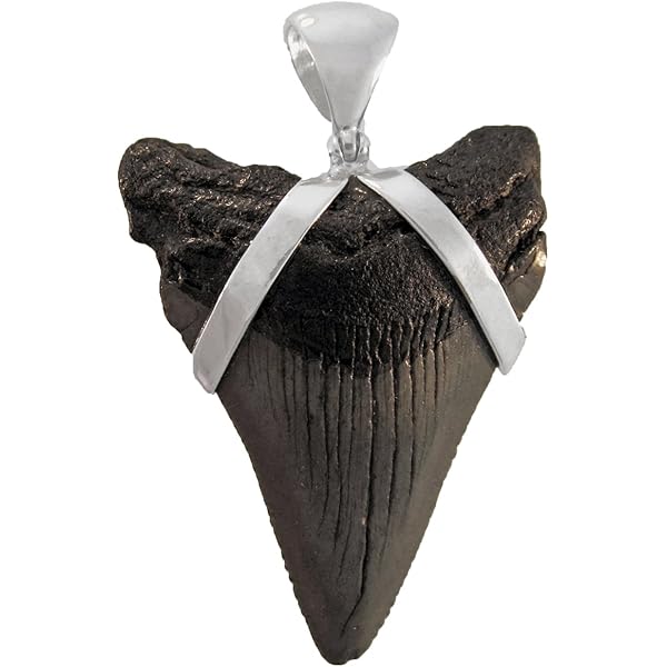 Shark Tooth Pendant Mosasaurus Tooth Cretaceous Collectible