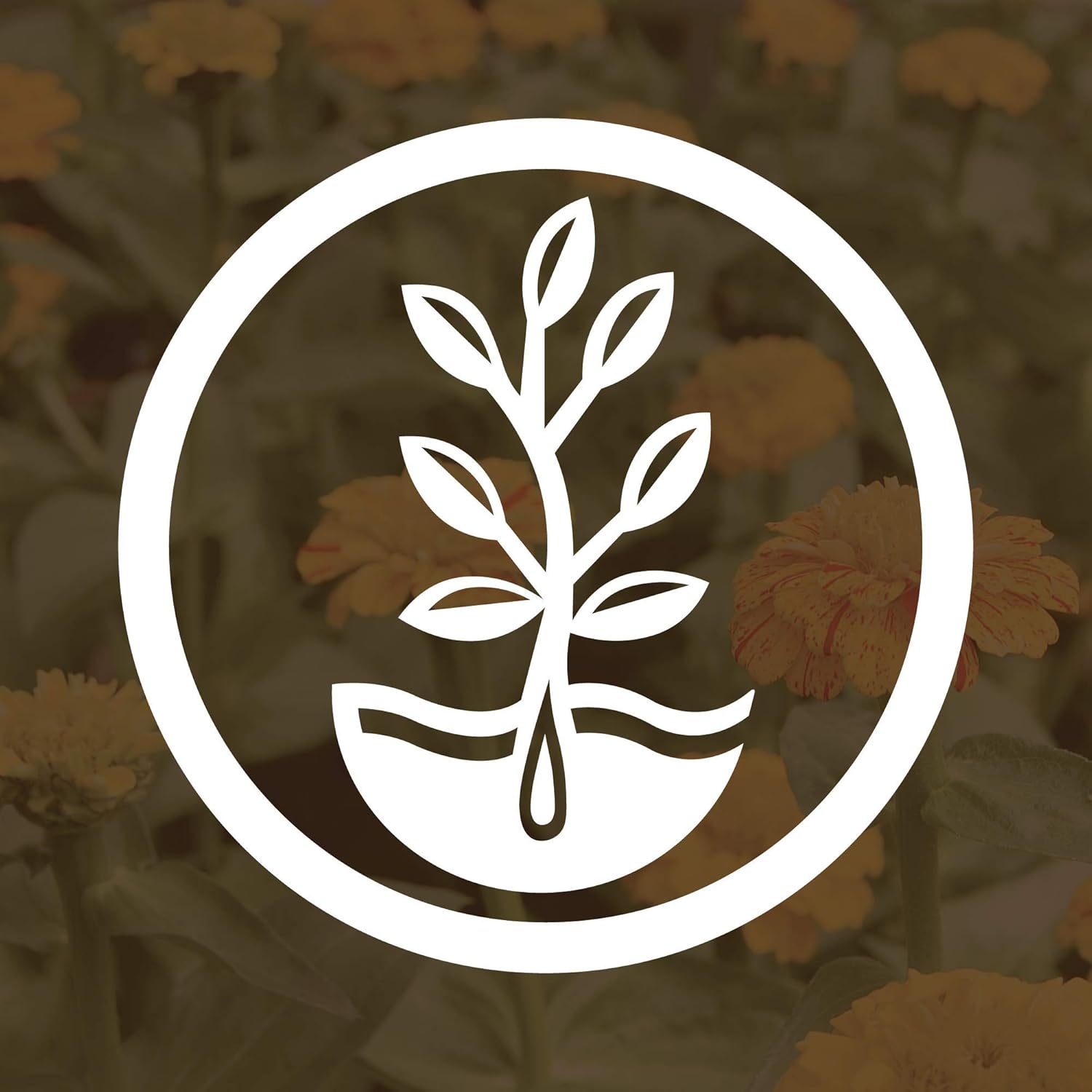 No-Till Winter Rye Seeds - 5 Lbs - Non-GMO Rye Grain Cover Crop Seeds by Mountain Valley Seed Company : Garden & Outdoor