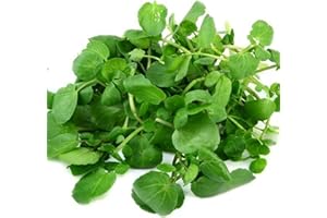ZELLAJAKE FARM AND GARDEN True Watercress Seeds - Nasturtium officinale - 500 Seeds, 1/10 Gram - B345