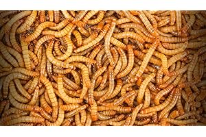 BASSETT'S CRICKET RANCH 1100 Mealworms - Live Worms for Reptiles and Birds