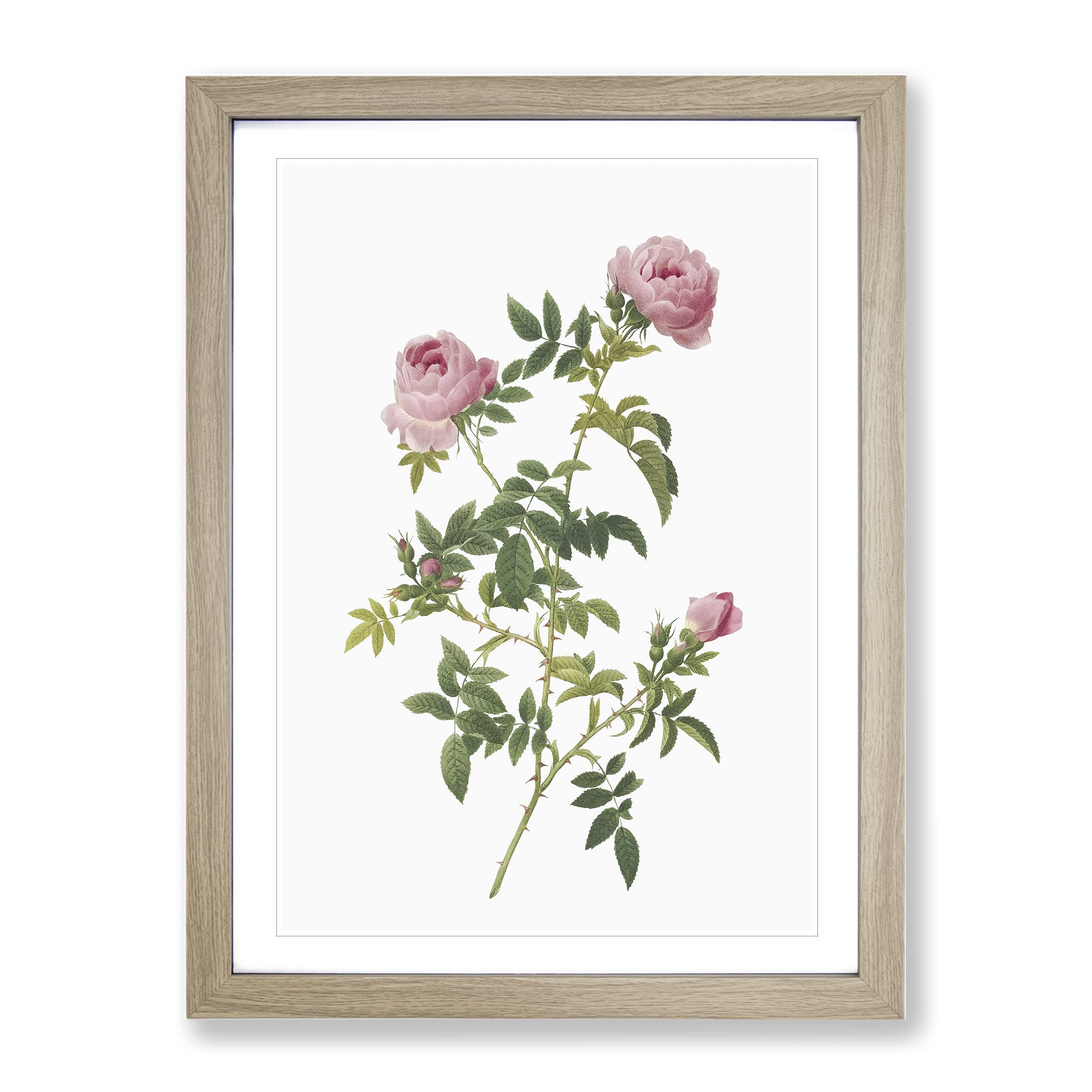 English Roses In Pink By Pierre Joseph Redoute Vintage Framed Wall Art Print, Ready to Hang Picture for Living Room Bedroom Home Office Décor, Oak A4 (34 x 25 cm)