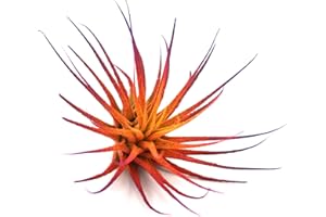 Dyed Tillandsia Ionantha Guatemala Enhanced Colored Colorful Air Plant Live Easy Care Indoor Outdoor Home Decor Gift Airplant by Awesome Industries Live Arrival Guaranteed (Sunset)