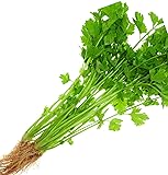 for 2025 Early Bird! Celery Seeds for Planting. Non