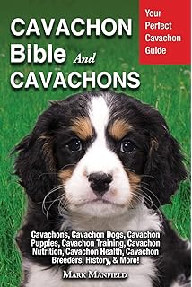 cavachon potty training