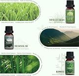 Salubrito Nature Essential Oils Set Forest Pine Ocean Breeze Rain 6x Oils view 4