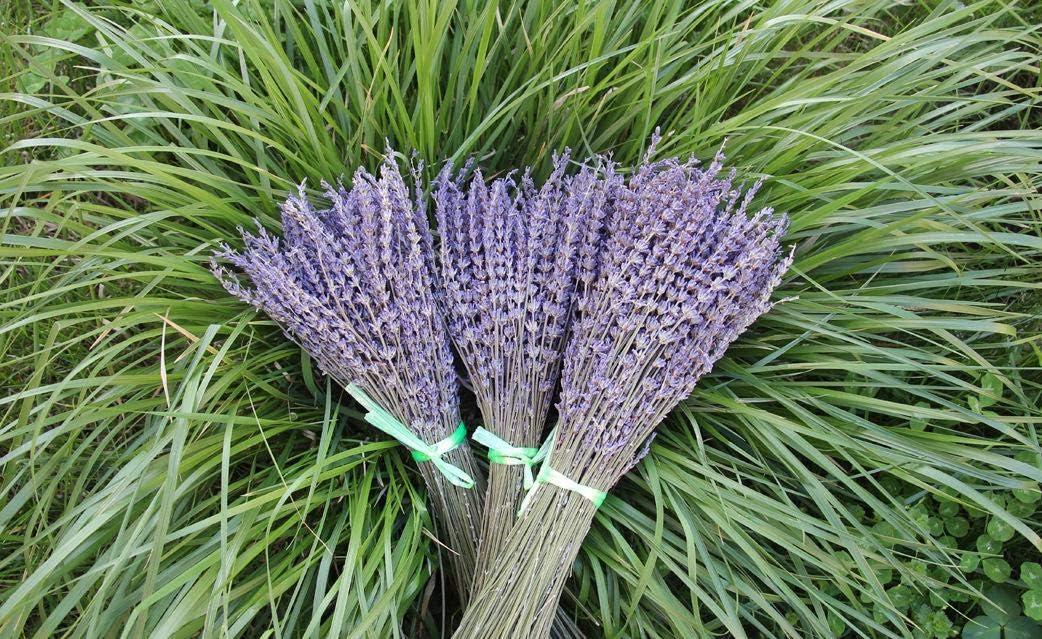 TooGet Lavender Dried Ultra Blue Bundles 200+ Stems(16" - 18" Long) for Home Decor Crafts, Gift, Wedding or Any Occasion - Image 3