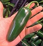 Giant Jalapeno Pepper Seeds Huge PODS Great