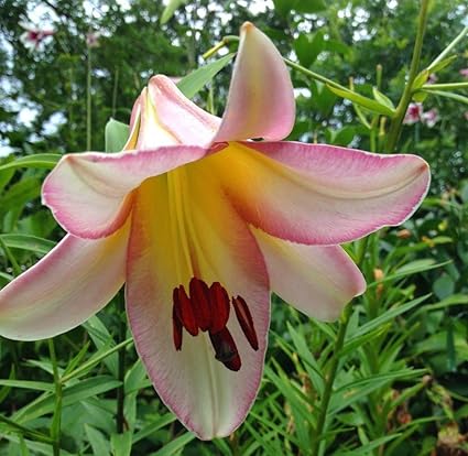 Tree Lily Lilium, Lilien Beijing Moon - Blumenzwiebel/Knolle / Wurzel