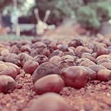 Naissance Organic Unrefined Shea Butter 500g Pure Raw Natural Vegan Skin Hair view 7
