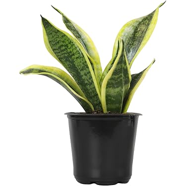 Amazon Best Sellers: Best Cacti & Succulent Plants