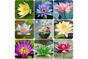 60 Pcs Mix Bonsai Bowl Lotus Seeds, Water Lilys Flower Plant, Lotus Seeds for Planting Water Features Seeds Non-GMO Fresh Gar