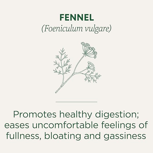 TRADITIONAL MEDICINALS TEA, ORGANIC FENNEL, PROMOTES HEALTHY DIGESTION, 16 TEA BAGS