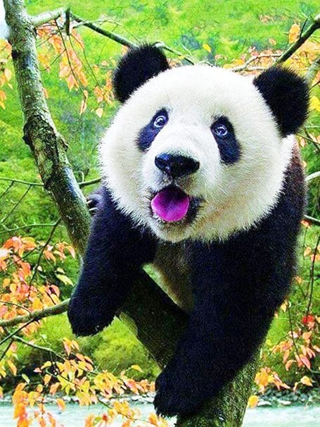 Amazon Co Jp ダイヤモンドペインティングパンダ5ddiyフルラウンドドリル動物ダイヤモンド刺繡クロスステッチキット家の装飾40x50cm ホーム キッチン