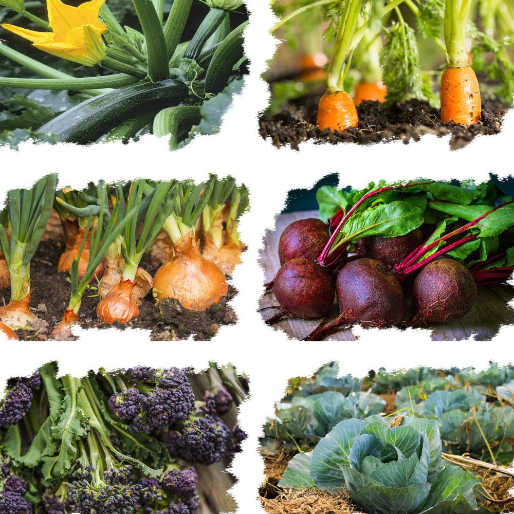 Garden Vegetables – 6 in 1 Seed Collection – Easy to Grow Garden Vegetable Varieties – Easy Gardening – Allotment Garden Favourites