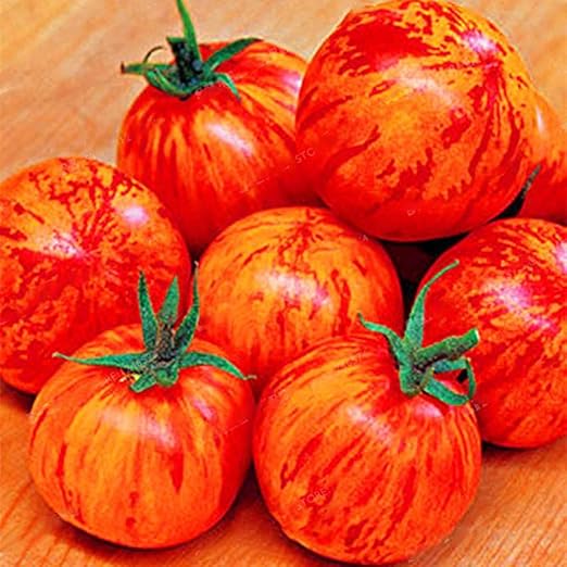 FastDirect Semillas de Tomate Rojo 100 PCS Semillas de Verduras ...