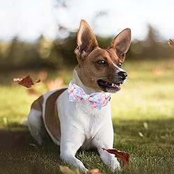 MR. CHUBBYFACE Ink Style Flower Dog Collar with Bow