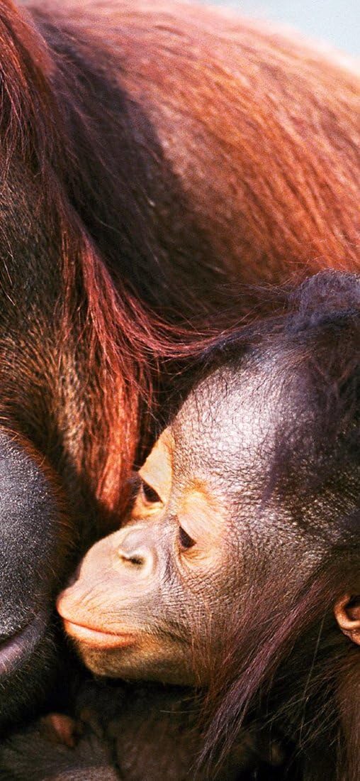 PeelitStickit Two Gorilla, Animal Wall Murals ID-015, vinyl, Multi-colour