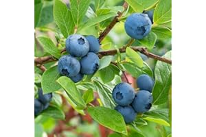 PLANTS BY MAIL Climax Rabbiteye Blueberry Bush (2.5 Quart) Fruit-Bearing Deciduous Shrub - Full Sun Live Outdoor Plant