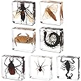 7 Pcs Real Taxidermy Bugs - Insects in Resin for School Lab Entomology Dissection, Bugs in Resin Gifts for Specimen Collector, Family Or Friends (1.5 X 1.5 X 0.6 Inch)