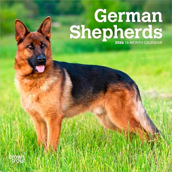 German Shepherds (Awesome Dogs): Chris Bowman: 9781626172401
