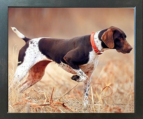 Amazon ドイツショートヘアポインター犬でフィールドdenver Bryan動物壁装飾額入りアート印刷画像 アートフレーム ポスター オンライン通販