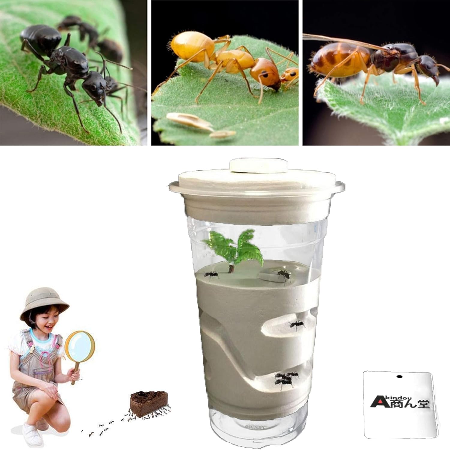 Amazon Co Jp Akindou アリの飼育 アリの巣 観察キット飼育キット アリ城 コロニー 生物 自由研究 生体 カップ型 おもちゃ