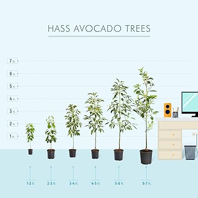 Buy Brighter Blooms Hass Avocado Tree Indoor Outdoor Potted Fruit Tree No Shipping To Az 1 2 Ft Online In Uae B07n8jkrm1