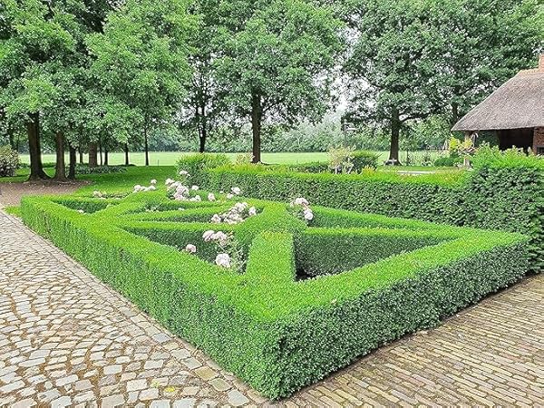 TOPBUXUS BOXWOOD TURBO GROW – PROFESSIONAL BOXWOOD FERTILIZER – 10 LBS. FOR 1,000 SQ. FT.